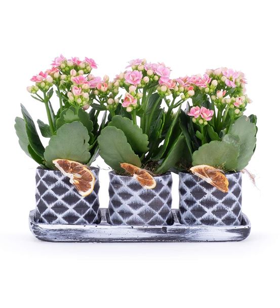 Pembe Kalanchoe